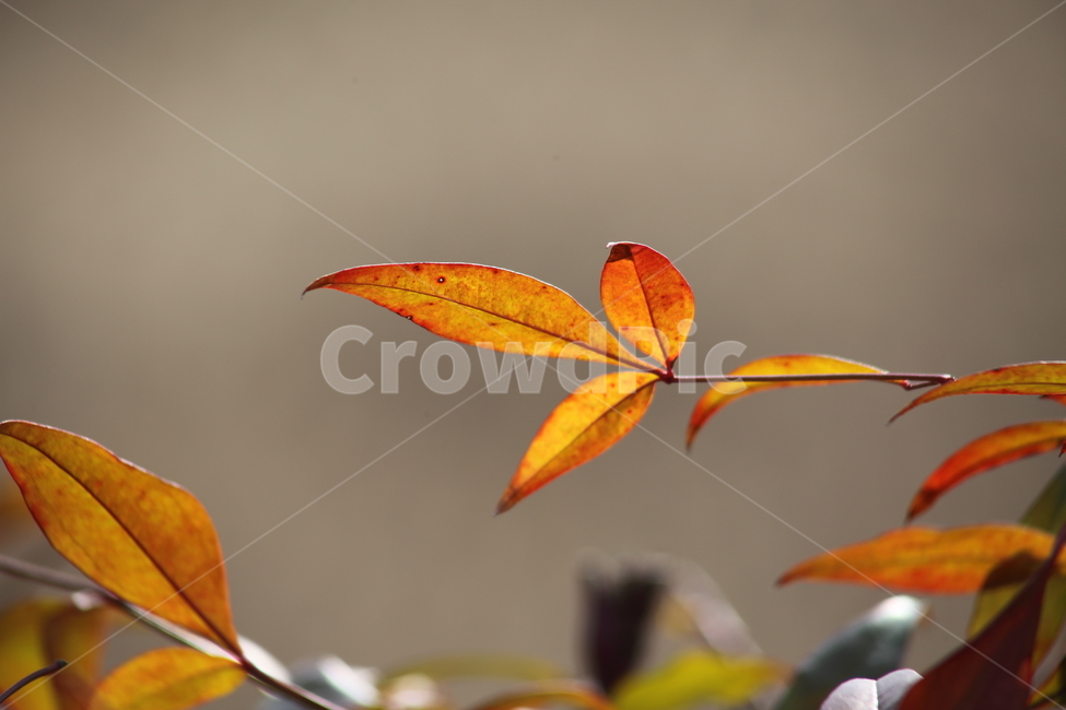 잎,plant,남천,단풍,nandina