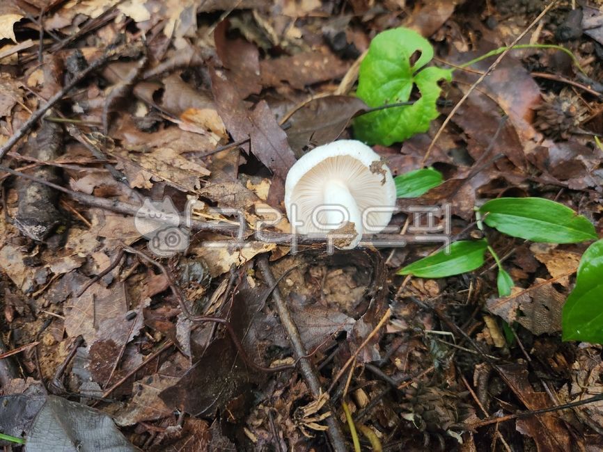 목련무당버섯,갈색꽃구름버섯,소나무한입버섯,버섯,약용버섯,항암버섯