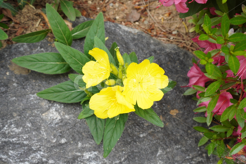 꽃,봄,노란색,노란꽃,예쁜꽃,초록색,향기,따뜻함,감성,색감,flower,plants