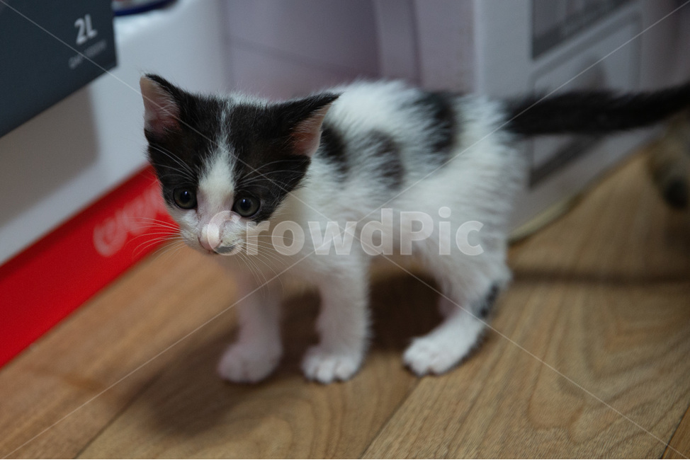 고양이,아기고양이,pet,새끼고양이,cat,귀여운고양이,kitten,kitty,cutecat,동물,animal,포유류,mammal,고양이,cat,kitten,kitty