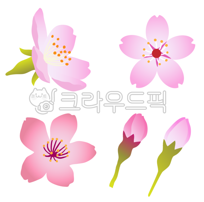 Spring Flower Clip Art,cherrybolssom,Season icon,pink petals,flower,cherry blossom petals,Chelly Blossom,plant,cherry blossom,PG png