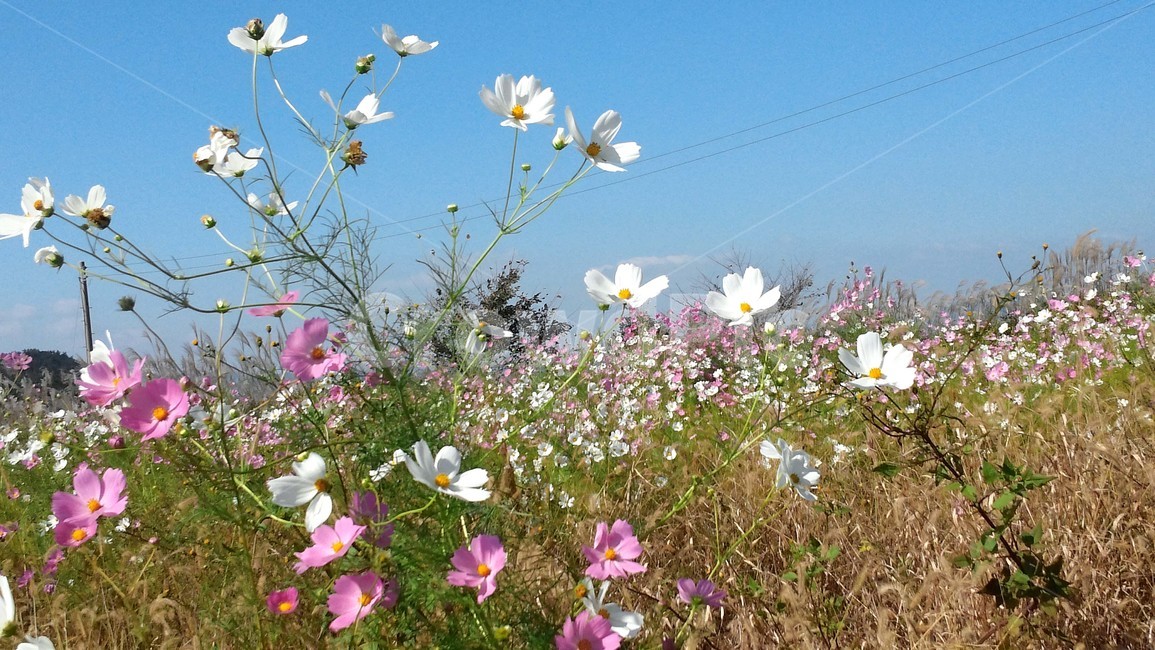 코스모스,자연풍경,코스모스밭,코스모스꽃,꽃