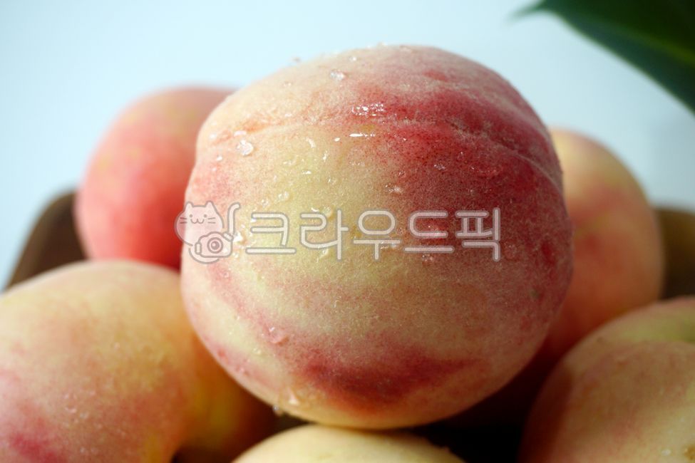 복숭아,백도,딱딱한,빨간색,하얀색,과일,열매,신선,음식,제철,농장,재배,여름,peach,white,fruits,delicious,summer,tree,farm