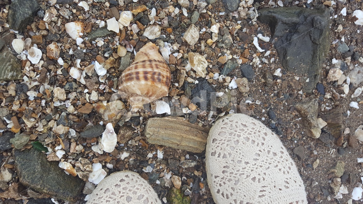 소라,소라껍데기,바다,조개,sea,clam