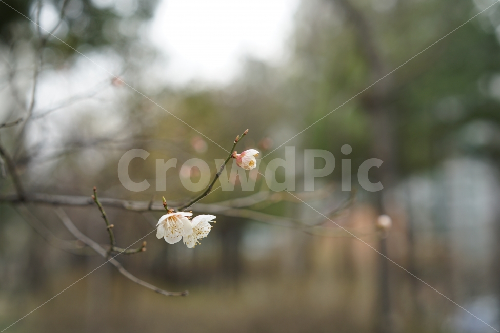 봄,계절,봄꽃,벚꽃,흰색,화이트,감성,플라워,봄처녀,화사,식물,자연,plants,nature,봄,계절,spring,season,꽃,flower,plant