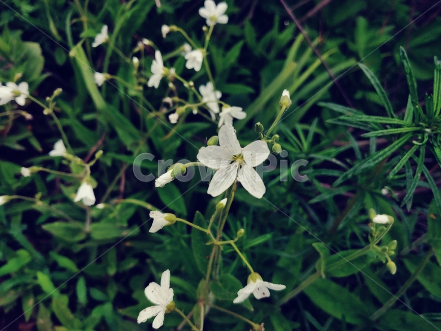 야생화,별꽃,flower,blossom,들풀,식물,자연,plants,nature,꽃,flower