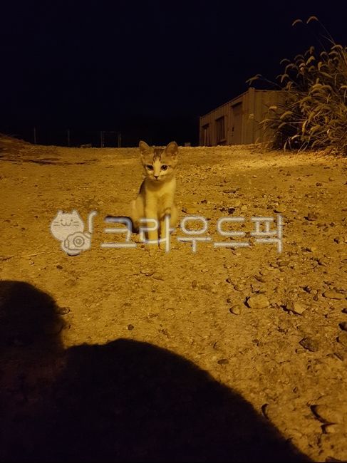 stray cat,cat,animal,pet