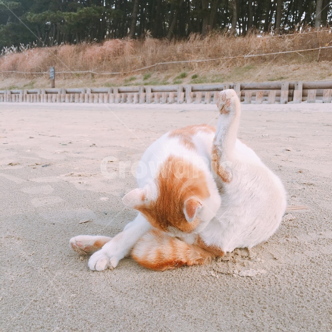고양이,해변,냥이,야옹이,냐옹냐옹,냐옹이,동물,cat,야옹이인사