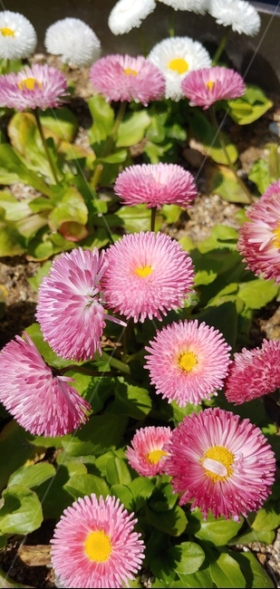 도시,꽃,핑크,화단,길,식물,자연,plants,nature,꽃,flower