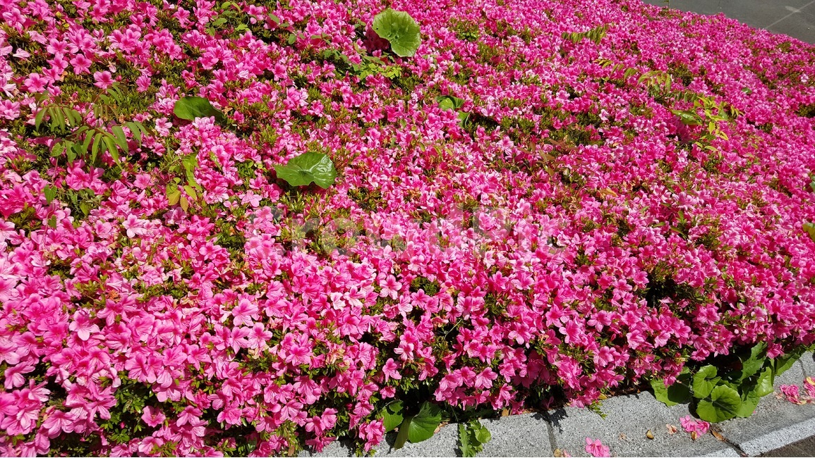 철쭉,꽃,봄꽃,봄,5월,따뜻한날씨,꽃밭,봄,계절,spring,season,식물,자연,plants,nature,꽃,flower,geranium,제라늄,plant,blossom