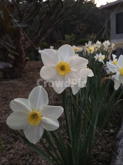 꽃,봄,봄꽃,수선화,하얀꽃,봄,계절,spring,season,식물,자연,plants,nature,꽃,flower,plant,blossom,daffodil