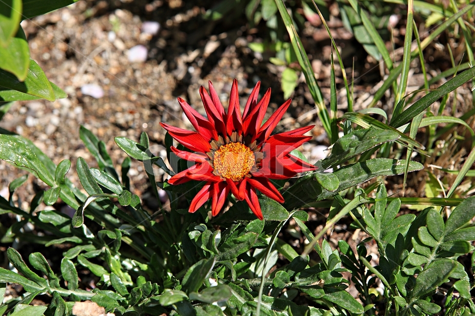 spring flowers,spring,chrysanthemum flower,Chrysanthemum,nature,plant,flowering,park,flower