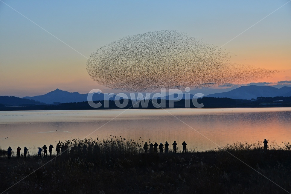 animal,동물,flock,대군,person,사람,human,인간,nature,자연,outdoors,옥외,고창,동림지,가창오리,가창오리군무,군무,황혼,노을,자연,풍경,nature,landscape