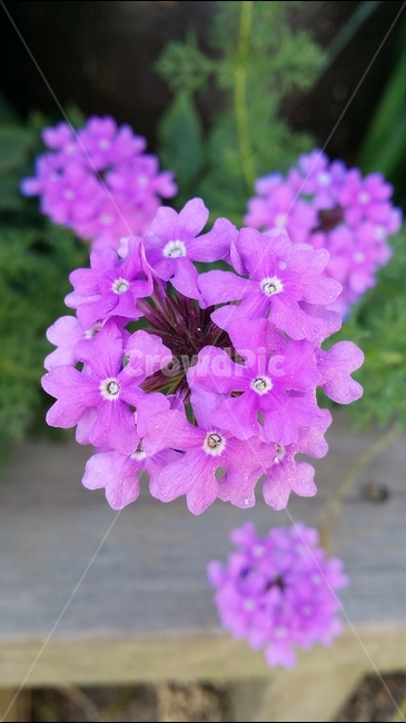 꽃,식물,분홍색,화초,봄,식물,자연,plants,nature,꽃,flower