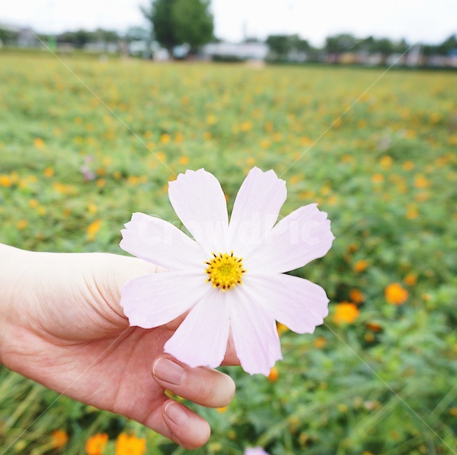 꽃,코스모스,가을,감성,flower,들판,fall,autumn,green,초록,cosmos,경주