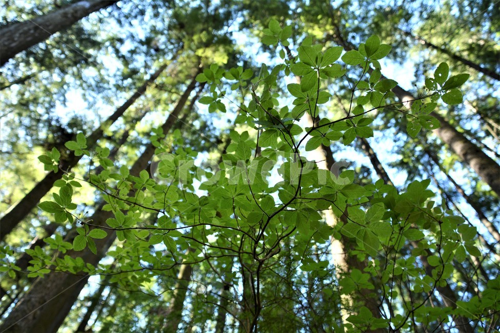 숲속,푸르름,나무,하늘,광각,식물,자연,plants,nature,나무,trees,wood