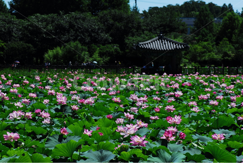 꽃,연꽃,궁남지,불교,여름,식물,자연,plants,nature,꽃,flower