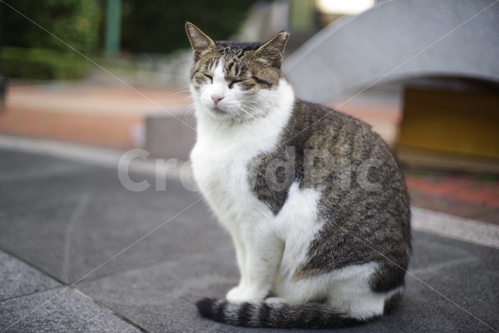 	고양이,길고양이,길냥이,애완동물,반려동물,생명,포유류,야생동물,야생,길짐승,짐승,자연,cat,kitty,kitten,cute,lovely,adorable,pet,animal,street,streetcat,stray,straycat,wild,wildlife,wildcat,wildanimal,nature,natural,beauty,beautiful,예쁜사진,배경화면,바탕화면,감성사진,동물,animal,포유류,mammal,고양이,cat,kitten,kitty