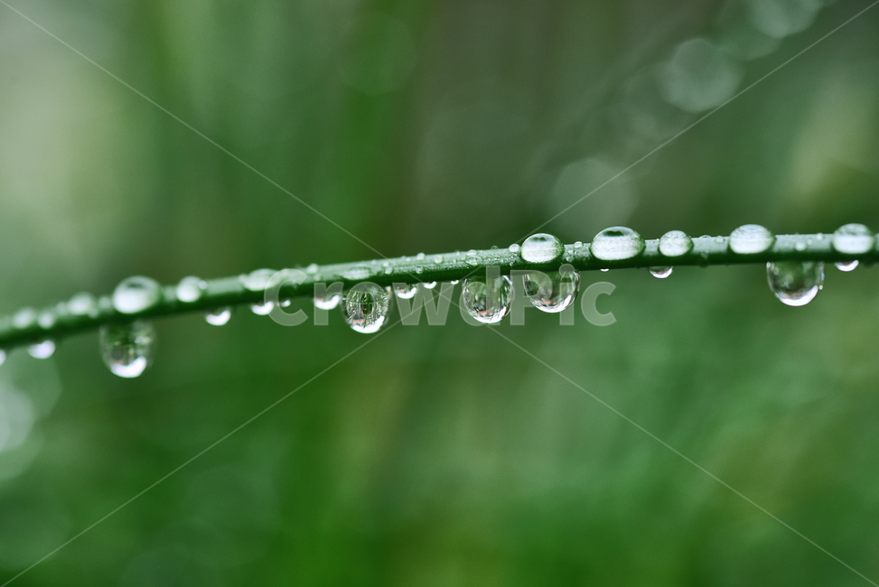 이슬,풀잎이슬,물방울,dew,dewdrop,h2o,수분,습기,영롱한,맺히다,비오는날,투명한,droplet,작은물방울,배경,바탕,백그라운드,식물,자연,plants,nature