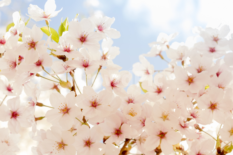 봄,꽃,벚꽃,벚나무,꽃놀이,풍경,봄풍경,벚꽃축제,꽃잎,나무,감성,따듯함,계절,spring,season,식물,자연,plants,nature,flower,감정,sensible,feeling,emotion,색깔,색상,색채,색감,color,sense,sensitivity,feelingofcolor,푸른색,봄,계절,spring,season,식물,자연,plants,nature,꽃,flower,휴식,힐링,rest,relaxation,healing,plant