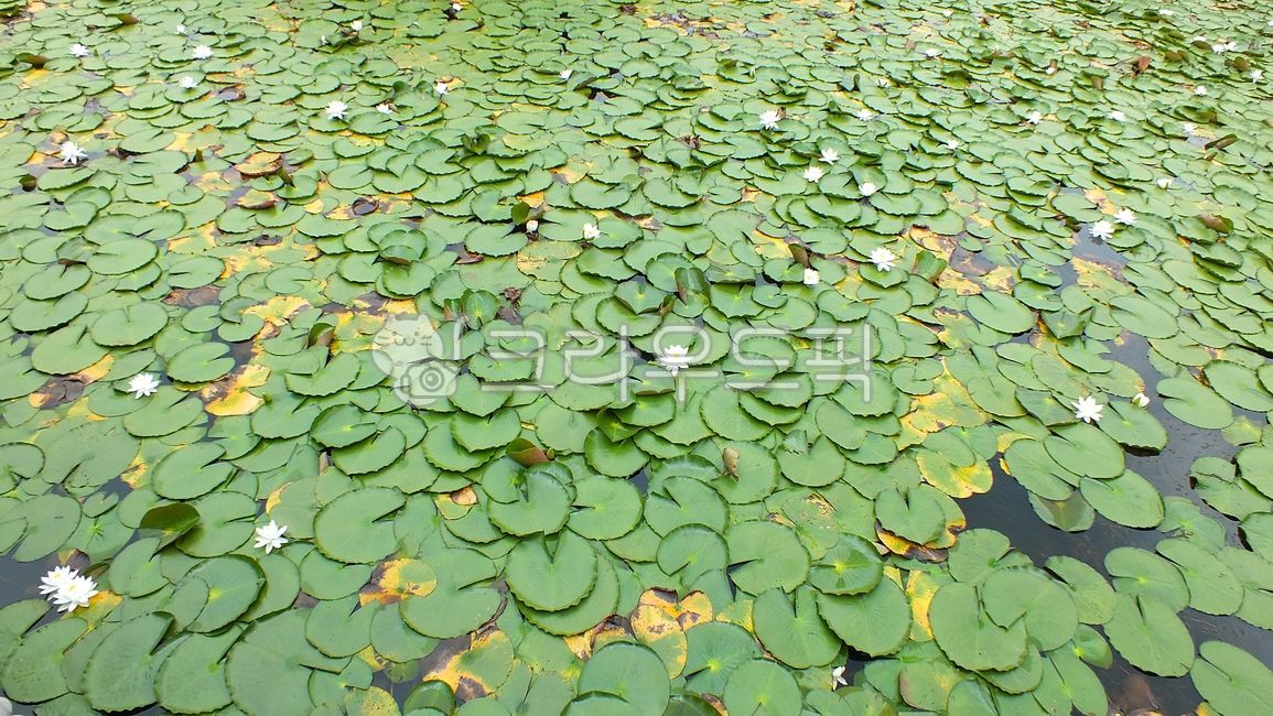 수련,睡蓮,수련과,쌍떡잎식물,속씨식물,여러해살이,수중식물,nymphaea,tetragona,plant,nature,꽃,flower,blossom,식물,자연