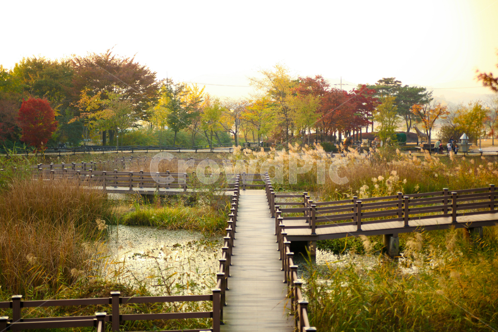 wooden bridge,trail,Reed,reed marsh,autumn scenery,marsh,autumn trail