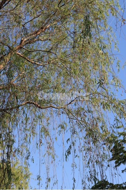 버드나무,나무,식물,하늘,자연,초록,willows,tree,plants,sky,nature,green,skyblue,yanagiki,ki,shokubutsu,sora,midori,sorairo,식물,자연,plants,nature,나무,trees,wood
