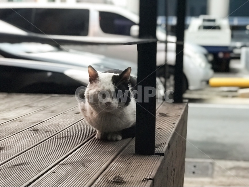 길냥,점박이,길고양이,캣,cat,코숏,동물,animal,포유류,mammal,고양이,cat,kitten,kitty