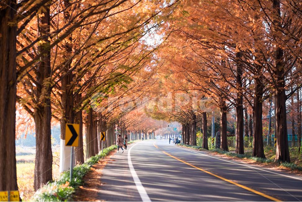 가을,담양,메타세콰이어,단풍,풍경,배경화면,오후빛,가을,계절,fall,autumn,season,자연,풍경,nature,landscape,road,도로,asphalt,아스팔트,plant,식물,tree,나무