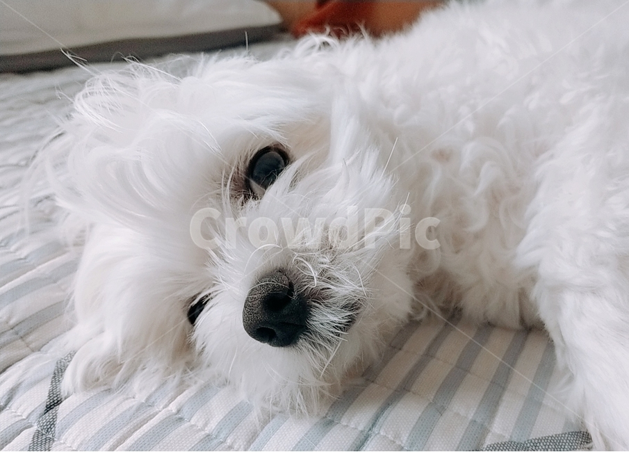 강아지,귀여움,흰색강아지,말티즈,애완견,침대위강아지,귀여운강아지,개