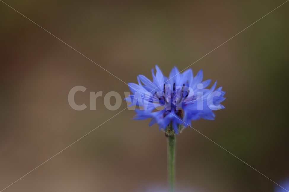 꽃,보라색,수레국화,파란색,접사,식물,자연,plants,nature,꽃,flower