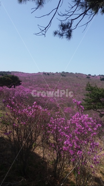 참꽃,만개전,봄,봄꽃,자연