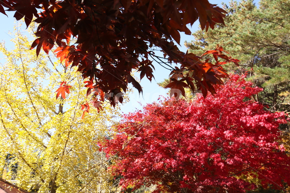 단풍,단풍나무,은행나무,은행잎,당풍잎,가을,계절,fall,autumn,season,자연,풍경,nature,landscape,leaf,잎,plant,식물,tree,나무,maple