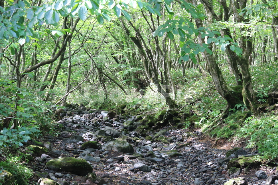 자연,나무,숲,하늘,힐링,초록,자연,풍경,nature,landscape,vegetation,초목,plant,식물,outdoors,옥외