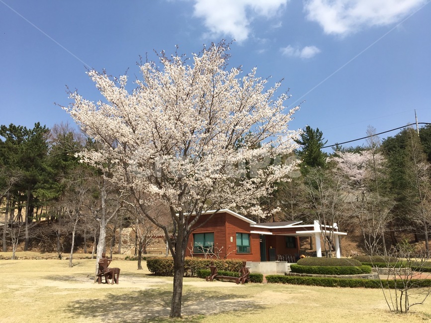 벚꽃,풍경,자연,나무,하늘,봄,계절,spring,season,자연,풍경,nature,landscape,plant,식물