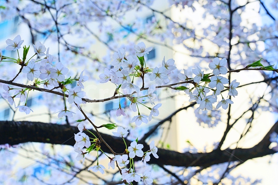 꽃,flower,tree,나무,봄,spring,nature,자연,봄,계절,spring,season