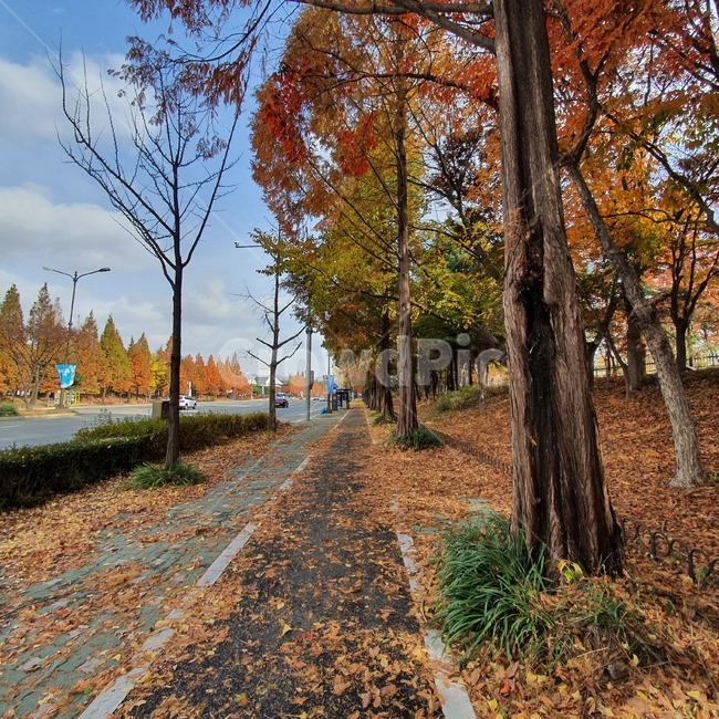 나무,tree,plant,식물,가을,가을,계절,fall,autumn,season