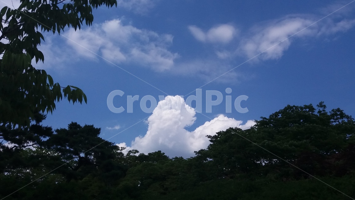 하늘,구름,나무,자연,풍경,sky,blue,tree,nature,skyblue,cloud