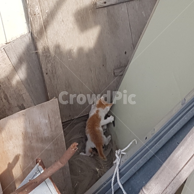 고양이,놀이,새끼고양이,꼬리,판자