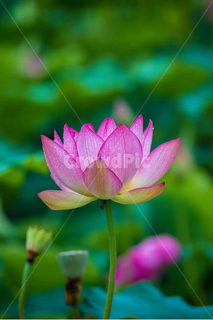 연꽃,고고함,함안,아라연꽃,아라홍련,식물,자연,plants,nature,꽃,flower