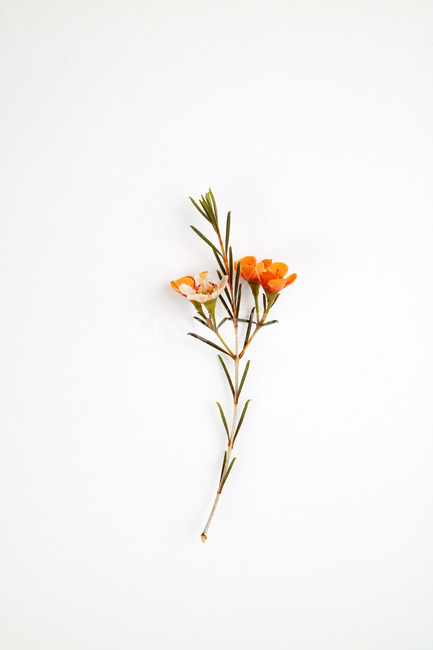 꽃,식물,꽃송이,왁스플라워,배경,백그라운드,꽃봉오리,flower,nature,flora,background,꽃,flower