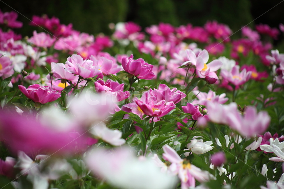 작약,꽃,봄,작약꽃,peonyroot