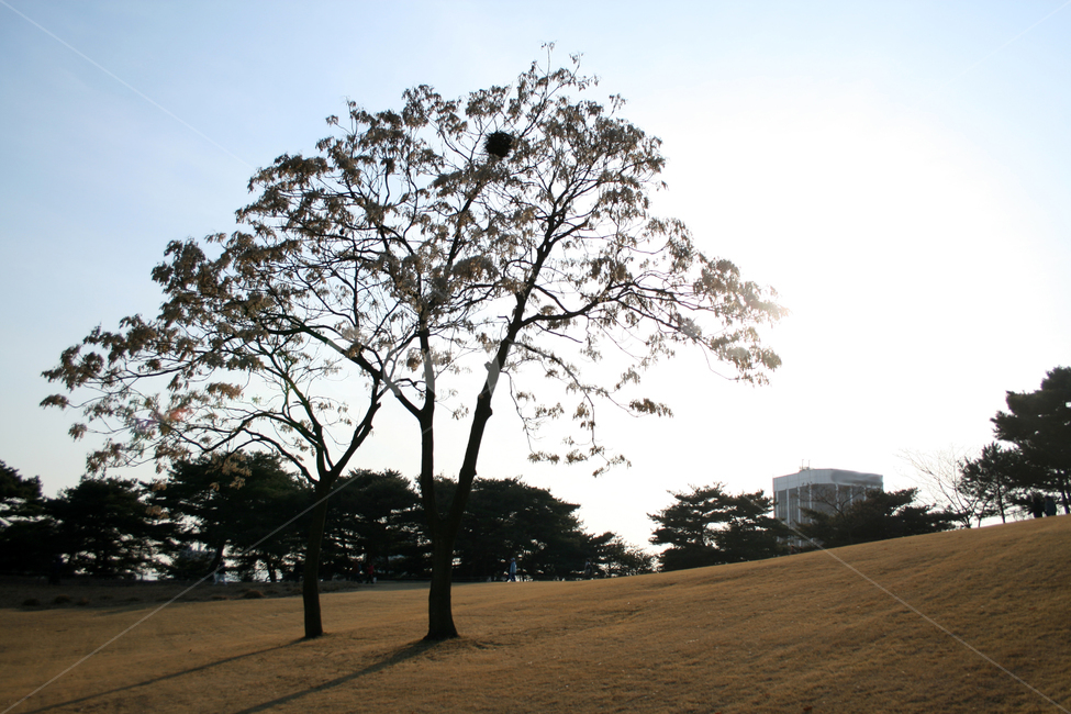 겨울,나무,풍경,하늘,공원,겨울,계절,winter,season,자연,풍경,nature,landscape,tree,plant,식물,tree trunk,나무 줄기