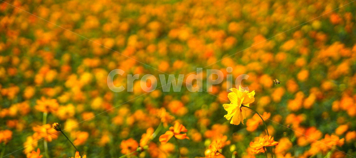 꽃,코스모스,재배,군락,식물,가을,자연,가을,계절,fall,autumn,season,식물,자연,plants,nature,꽃,flower,field,들,plant