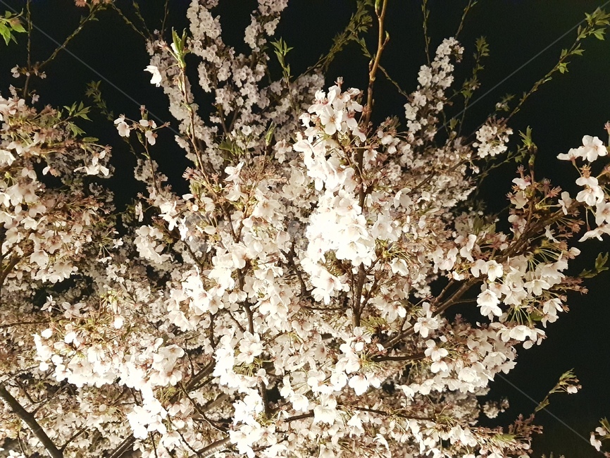 벚꽃,밤,조명,꽃,나무