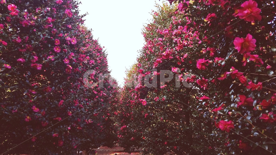 제주도,위미리,동백꽃,나무,올레길,서귀포,남원,감성,낭만,자연,풍경,nature,landscape,식물,plants,꽃,flower,tree,plant,maple,단풍