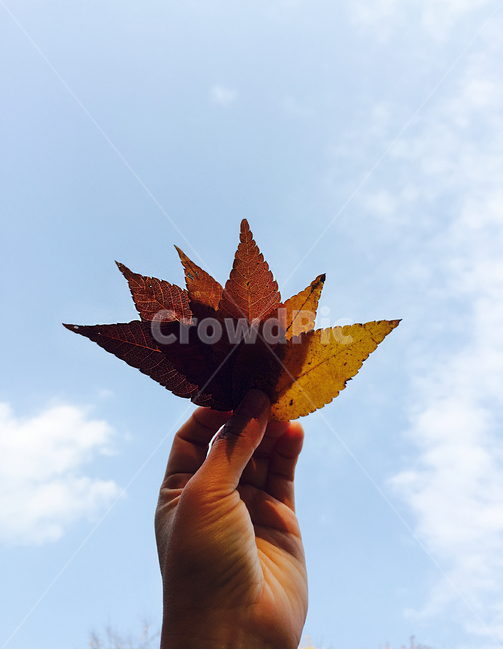 가을,낙엽,컬러풀,하늘,풍경,그라데이션,컬러,다양한,fall,autumn,colorful,fallenleaves,leaf,sky,가을,계절,fall,autumn,season,식물,자연,plants,nature,잎,plant,tree,나무