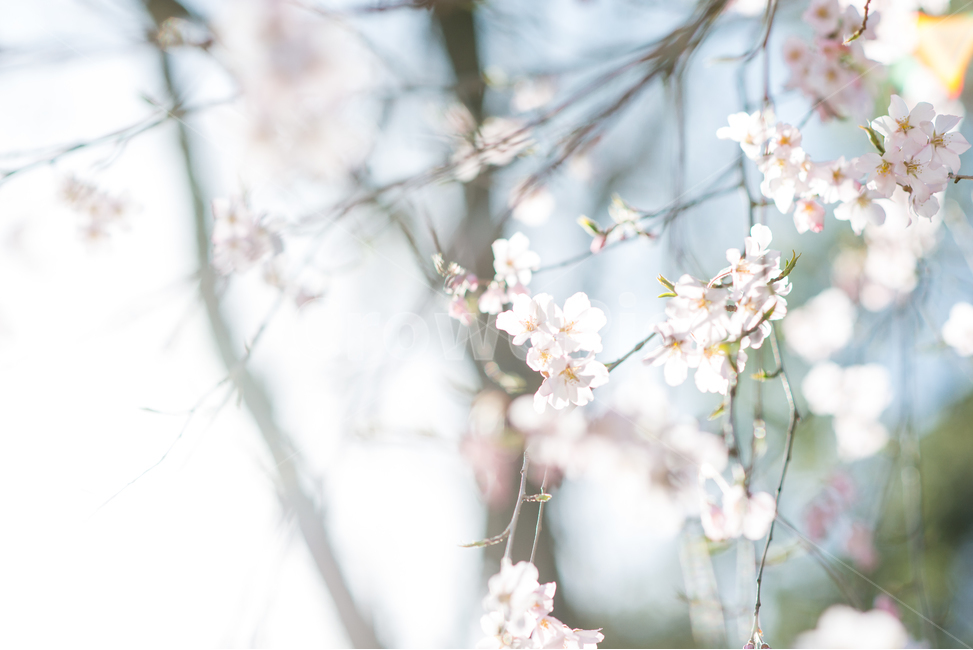 벚꽃,봄,감성,봄꽃,꽃,봄,계절,spring,season,식물,자연,plants,nature,꽃,flower,plant