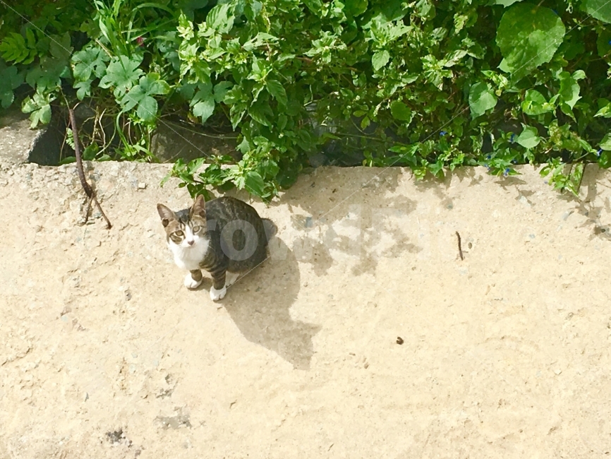 부산,영도,흰여울마을,가을,고양이,동물,travel,동물,animal,포유류,mammal,고양이,cat,kitten,kitty
