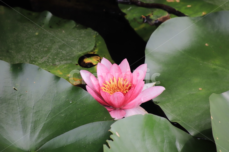 식물,꽃,여름,연꽃,수련,식물,자연,plants,nature,꽃,flower